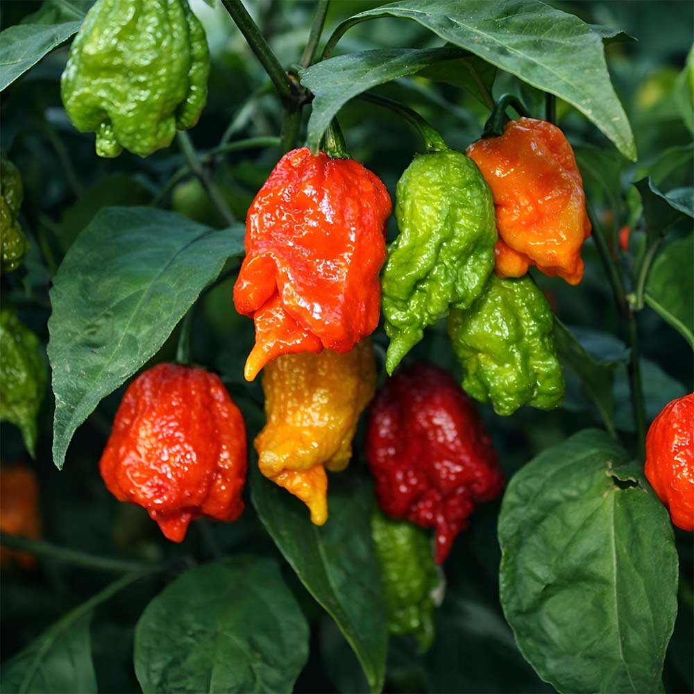 Fresh Carolina Reaper Pepper 🔥 – (4 whole) - Image 11
