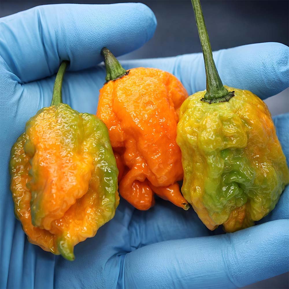 Fresh Carolina Reaper Pepper 🔥 – (4 whole) - Image 12