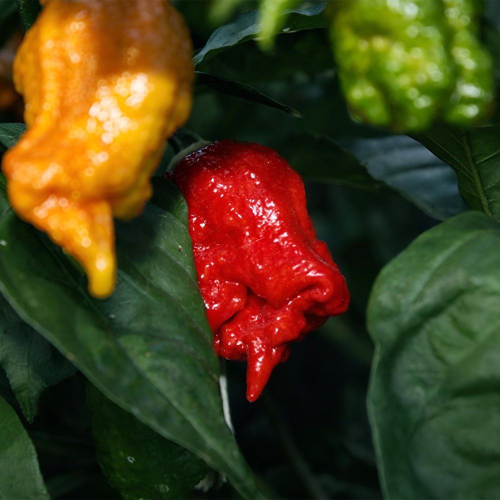 Fresh Carolina Reaper Pepper 🔥 – (4 whole) - Image 14