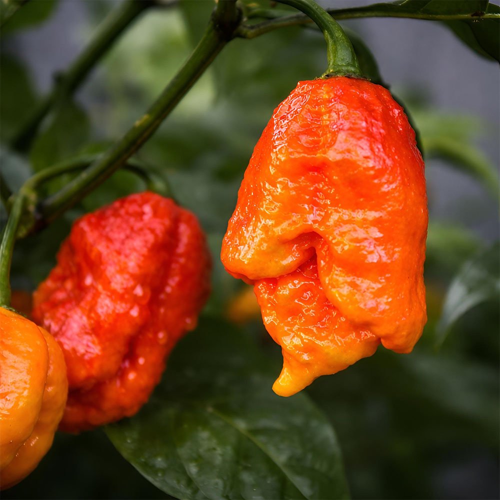 Fresh Carolina Reaper Pepper 🔥 – (4 whole) - Image 13