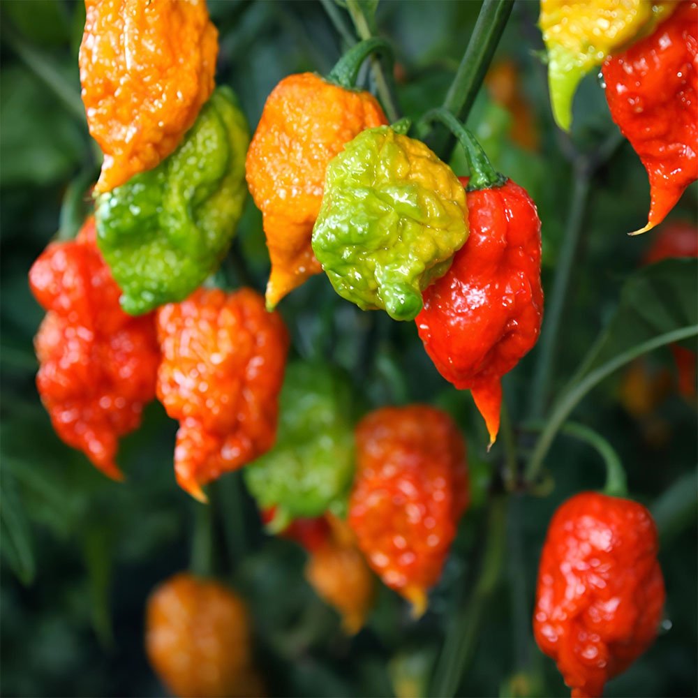 Fresh Carolina Reaper Pepper 🔥 – (4 whole) - Image 5