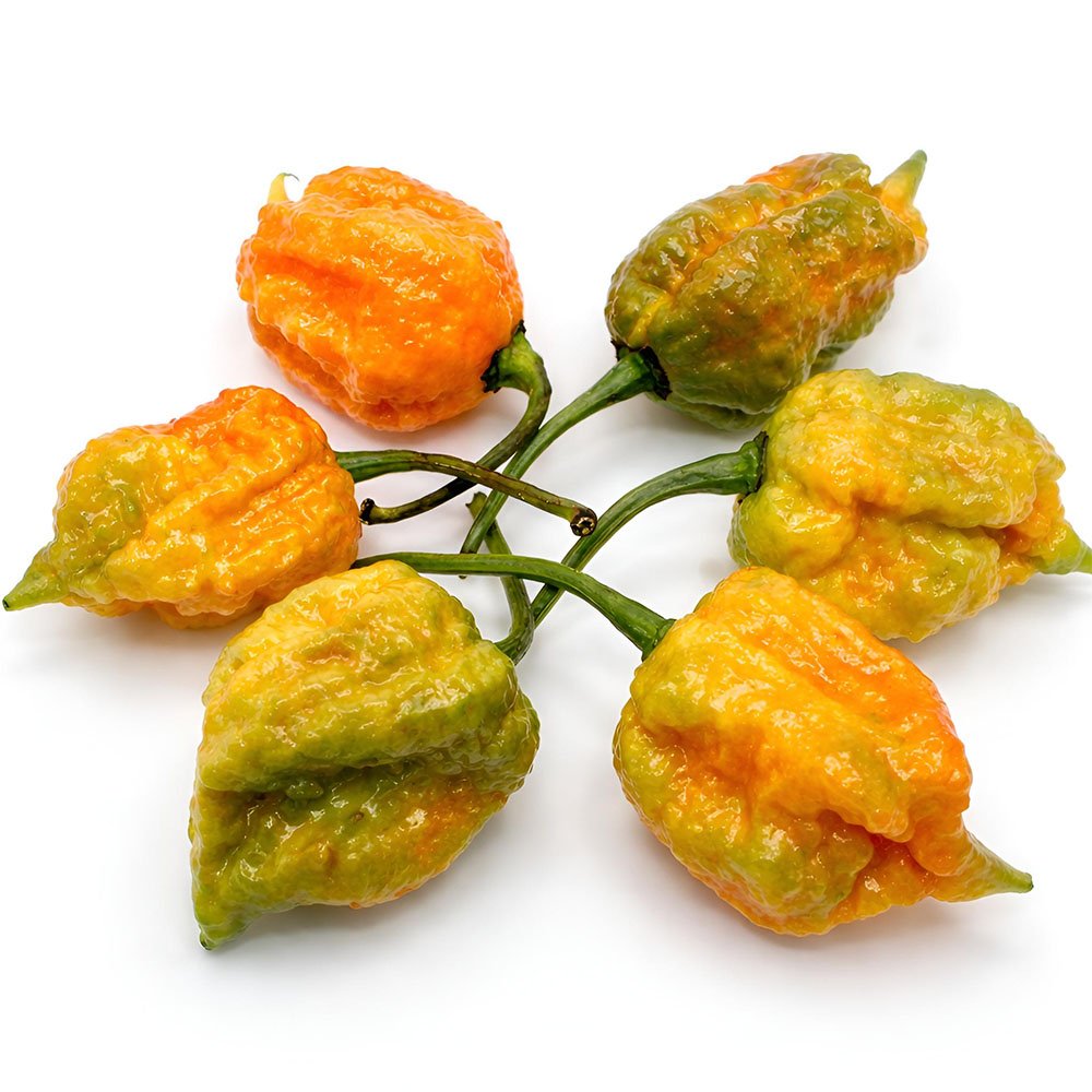 Fresh Carolina Reaper Pepper 🔥 – (4 whole) - Image 6