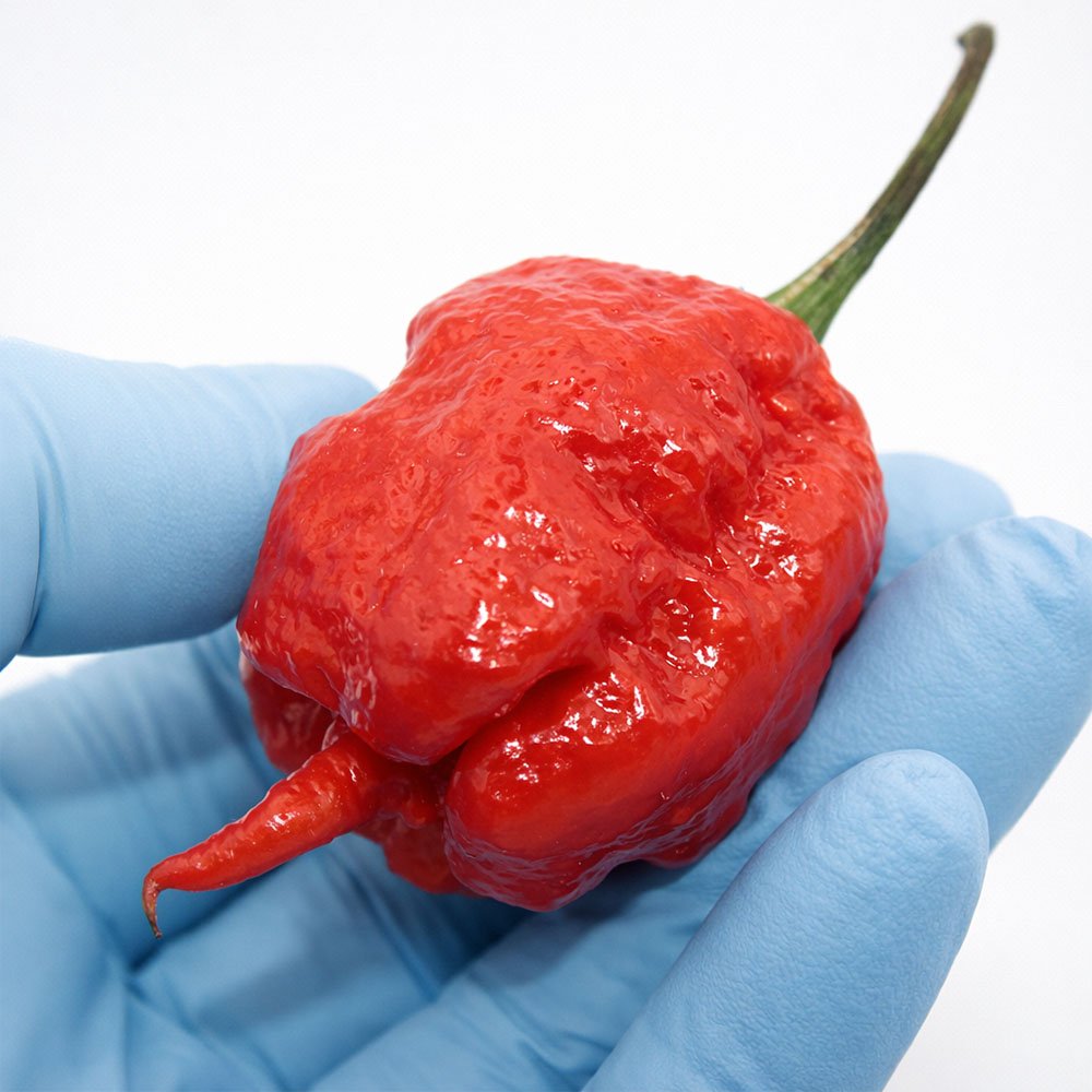 Fresh Carolina Reaper Pepper 🔥 – (4 whole) - Image 8