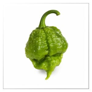 Fresh Green Carolina Reaper Pepper 🔥 – (4 Pods)